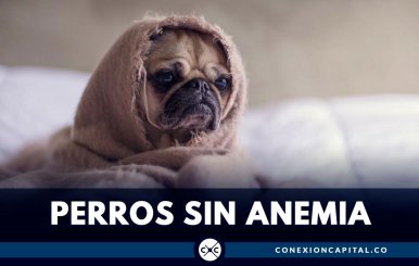 PERRO SUN ANEMIA