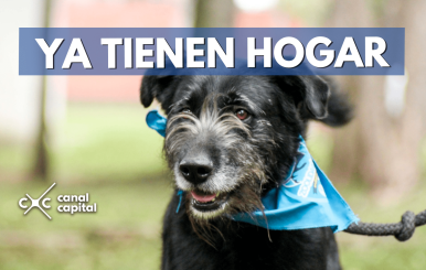 perros-hogas-min