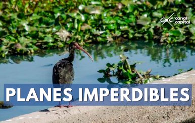 PLANES-IMPERDIBLES