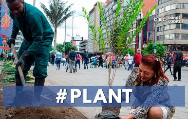 Participa en el proceso de arborización de Bogotá