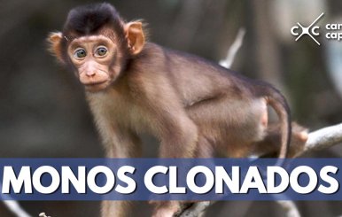 Científicos chinos clonan monos genéticamente modificados