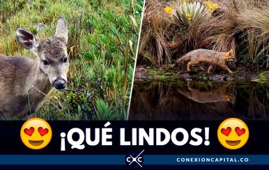 Animales silvestres se dejan ver en las cámaras de Parques Nacionales Naturales