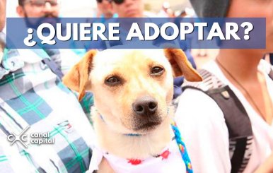 ¿QUIERE-ADOPTAR-