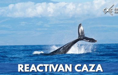 REACTIVAN-CAZA-