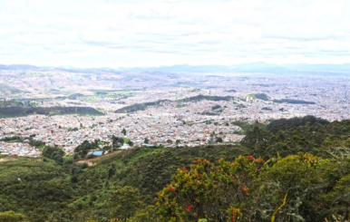 Bosques urbanos