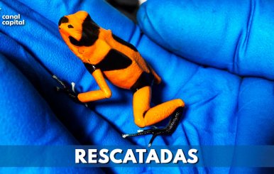 RESCATADAS