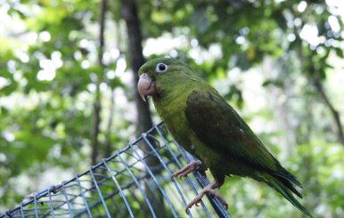 37 animales regresaron a la vida silvestre