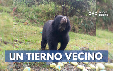 tierno-vecino