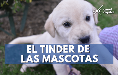 tinder-mascotas-min