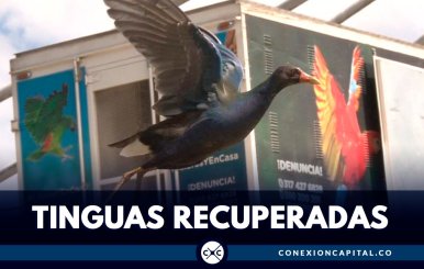 Más de 1.000 tinguas han sido recuperadas en Bogotá