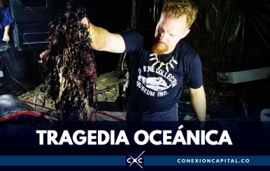 Encuentran 40  kilos de plástico en el estómago de ballena muerta