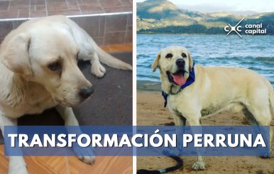 Transformación-perruna