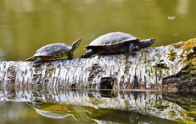 El 61% de las especies de tortugas está amenazado