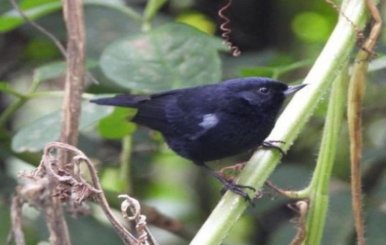 Avistamiento de aves