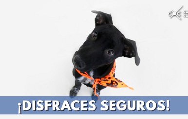 Consejo disfraces mascotas