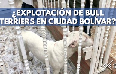 ¿Explotación de bull terriers en Ciudad Bolívar?