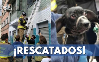 perritos-rescatados