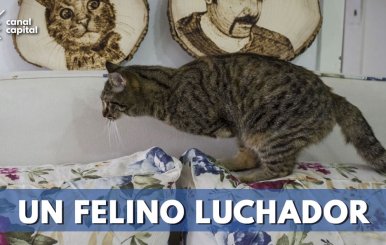 Gato con discapacidad