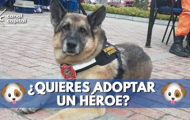 adopta-heroe