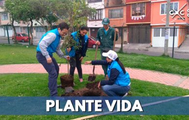 plantacion-arboles