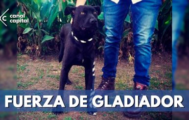 gladiador-perro-rescatado