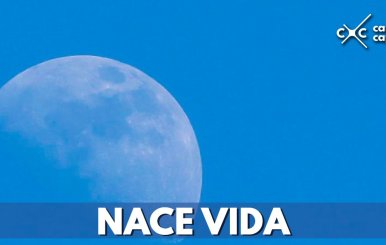 luna-crece-semilla-algodon