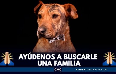 serafin-busca-familia