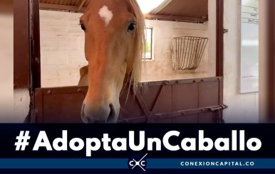 #AdoptaUnCaballo