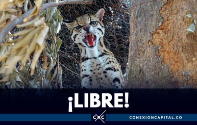 liberan-ocelote