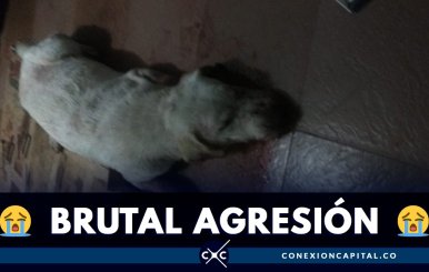 perra-brutal-agresion