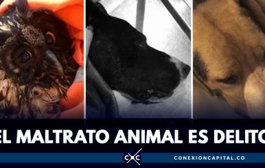 casos-matrato-animal