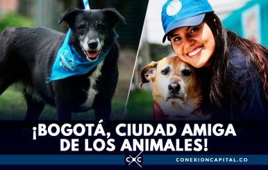 Animales