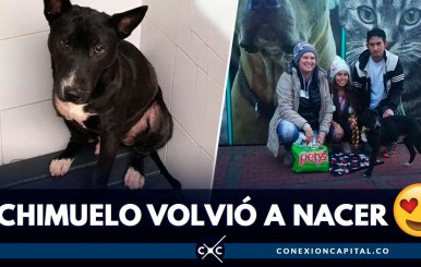 adopcion-chimuelo