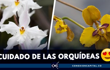 como-cuidar-orquidea-casa