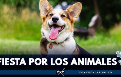 fiesta-animales-bogota