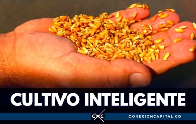 cultivos-inteligentes-arroz