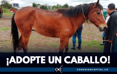 adopcion-caballos