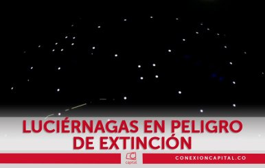 Luciérnagas en peligro de extinción