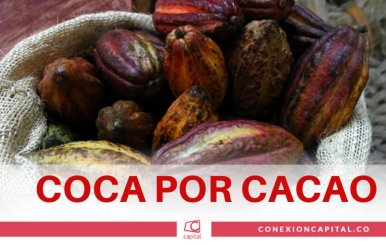 Coca po cacao