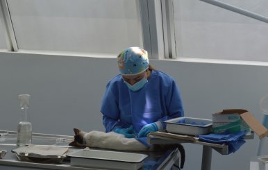 Esterilización en Bogotá