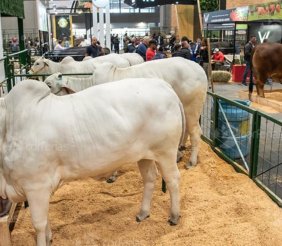 Agroexpo - Corferias